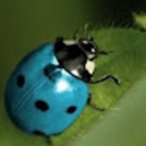 Meet your Posher, Autumn